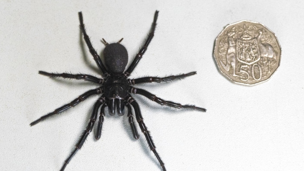 Colossal Funnel-Web Spider Unearthed
